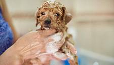 给狗狗洗澡时，主人别太过随便，往往会犯下这几个误区