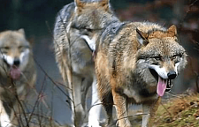 为何狼不敢攻击，有牧羊犬保护的羊群？一群狼还打不过一条狗吗？