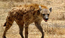 动物趣闻：凶残的偷猎者——鬣狗