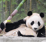 福宝熊猫大快朵颐家乡饭，小日子就是“吃吃吃”
