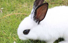 养兔知识：兔子长癣多久会好，兔子长癣持续多长时间