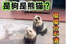“熊猫犬”五一假期火出圈！松狮和熊猫都懵了