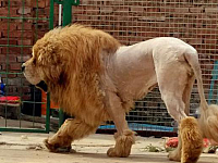 主人给藏獒剃毛做了个狮子造型，没想到差点害了自家狗子！