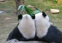 熊猫早起在大树前大跳钢管舞，饲养员说这是发情，网友都笑翻了