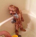 给狗狗洗澡时，要避开这几个“错误做法”，可能会伤害狗狗