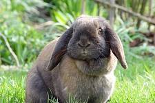 如果你想买一只垂耳兔，需要提前准备以下6样物品