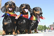 德国拟禁养腊肠犬引争议，养犬协会发起“拯救最喜欢狗狗”请愿书