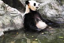 喜欢打滚所以邋遢？沉迷洗澡的熊猫：人家是爱干净的“小仙女”！