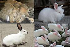 兔子毛球症与球虫症的区别以及治疗措施