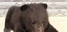 辽宁农妇把小黑熊当宠物，喂最贵的奶粉，还给它穿纸尿裤