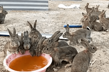 怎么判断兔子是否得了球虫病？兔子球虫病如何治疗？