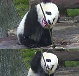 熊猫宝宝这是跟竹子杠上了？看它倔强的样子，也是忍不住笑了