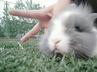养兔子趣闻：荷兰兔身上有癣块，荷兰兔身上有块癣