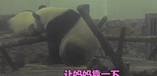 论熊猫妈妈能有多皮？游客笑到飙高音：生孩子不就是为了玩吗？