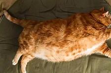 橘猫应该是一种猪，全是赛大象的橘猫真的不能再胖了！