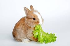 兔子怎么养，兔子喂什么食物最好