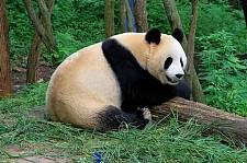 租熊猫，挣航母？为何各国都要争相租借我国的大熊猫？