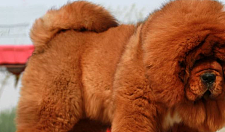 世界上最凶最贵的狗狗，都被中国藏獒拿下了！