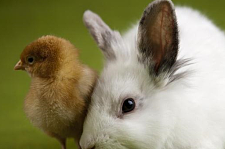 一对健康的兔子和后代自由繁殖，一年内可以增加到1300只兔子！