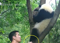 调皮的熊猫团子爬树，死活不愿意下来，奶爸：这是我带过最皮的熊