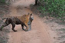 印度一只老虎猎杀了花豹但没吃！难道猫科动物之间不吃对方的肉？