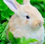 你知道网上购买宠物兔兔的饲养方式吗？