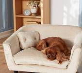 狗狗经常跟主人抢沙发？该如何纠正这个习惯，这七个技巧能帮到你