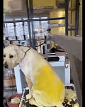 狗狗跑到写生基地里，身上被学生涂满了丙烯颜料，难受得直打滚！