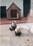 泰州动物园游客排队打卡“熊猫犬”，园方：填补没有熊猫的空白