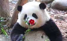 国宝熊猫的’食铁’之谜：是好奇心还是生存需求？
