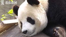大熊猫看见雪“撒泼”像二哈，兴奋的表演仰卧起坐