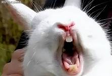 兔兔被抓起强吻吓得嗷嗷大叫