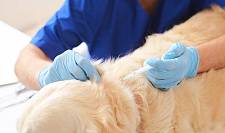 狗狗易患的几种传染疾病，附疫苗攻略