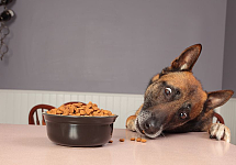 给狗狗喂食需要遵守一些原则！你平时注意了吗？