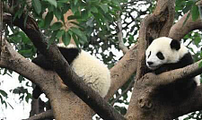 熊猫“奇一”实力作死，卡在树上下不来，奇一：奶妈，快救熊啊！