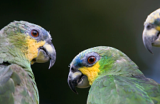 亚马逊鹦鹉的护理指南：价格、个性和健康