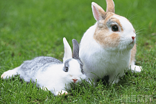 兔子该如何养殖，兔子养殖方法和技术