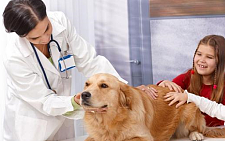 怎么判断狗狗是否发烧？看这5点，再也不用怕乱喂药！