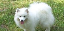 狗狗品种性格介绍，爱斯基摩犬和萨摩耶，日本银狐的区别