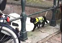 警局收养一只黑猫做警长，它每天任务就是巡逻，真是苦差事！