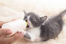 小猫什么时候断奶？小猫断奶后怎么帮助它换粮