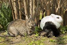 兔子毛球症症状、兔子毛球症注意事项、兔子毛球症预防、兔子毛球症治疗
