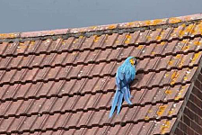 鹦鹉在屋顶不肯下来，消防员来了都不管用，鹦鹉：一边去！