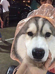 雨天遛狗怎么办？哈士奇：不要担心，俺有雨衣啊