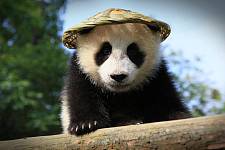 中国网友花式欢迎“丫丫”回家：探究熊猫的可爱性和国际影响力
