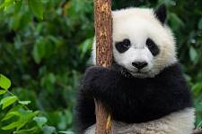 技术贴！“丫丫”“萌兰”“花花”……怎么区分这么多熊猫到底谁是谁？