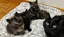 超级亲人的黑猫妈妈，为了更好的生活环境，带着四只小猫找新家