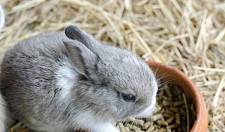 养兔知识：兔子口炎用什么消炎药