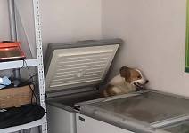 山东一狗狗怕热钻进冰箱降温，主人：之前进去过，它知道里面凉快