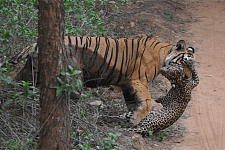 老虎用5小时捕杀母豹，从腹部开始啃食，公豹打不过就去咬死幼虎